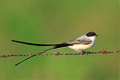 Fork-tailed Flycatcher